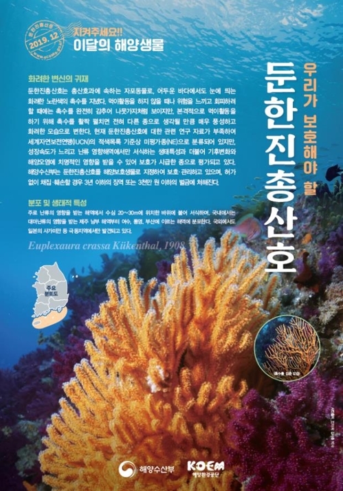 산호 이미지