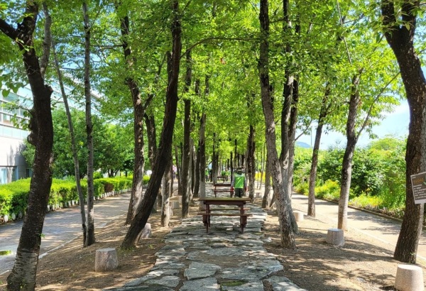 참나무 숲길 이미지