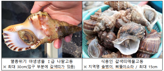 나팔횟집 이미지